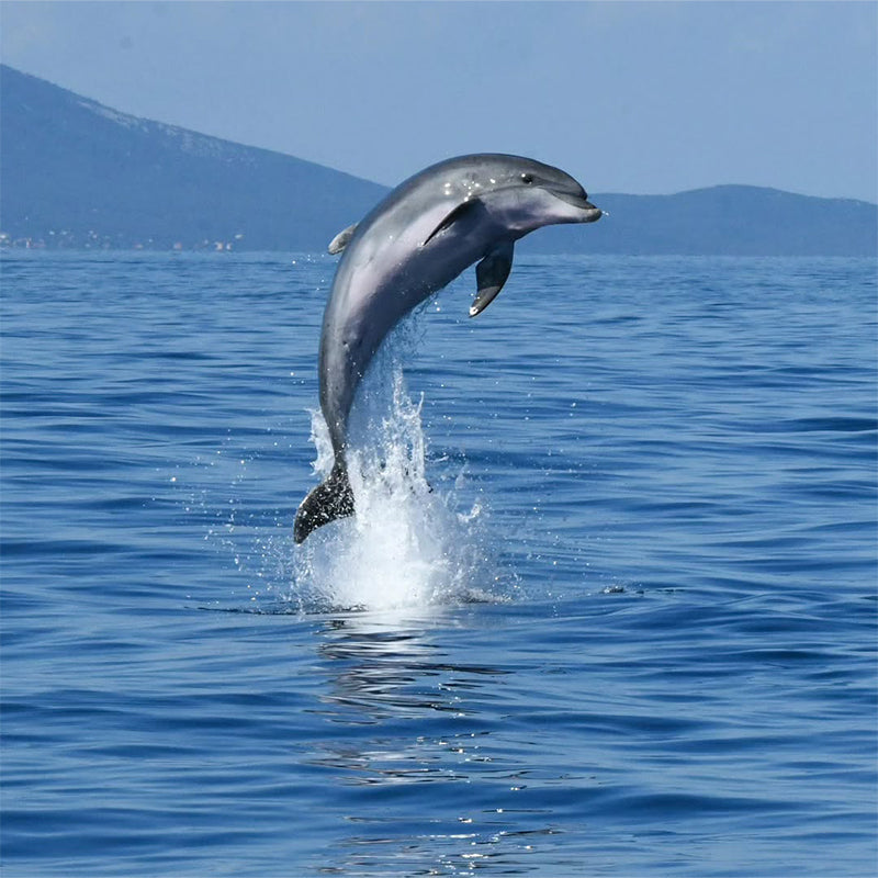 Lovina Dolphin Chase & Ubud Palace& Ubud Market(Minimum order for two people)