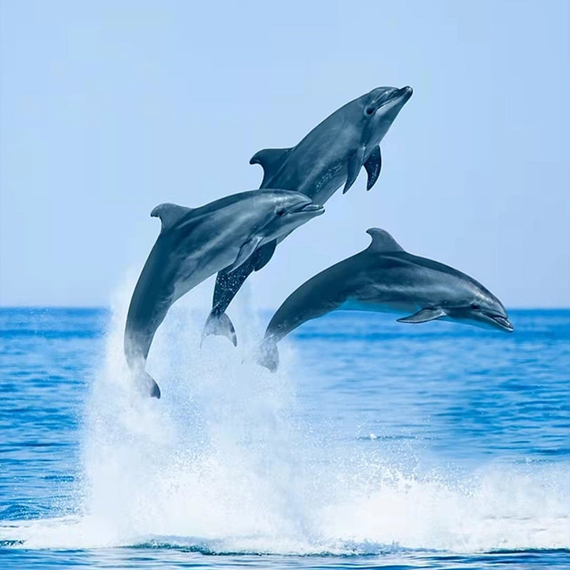 Lovina Dolphin Chasing & Snorkeling(Minimum order for two people)