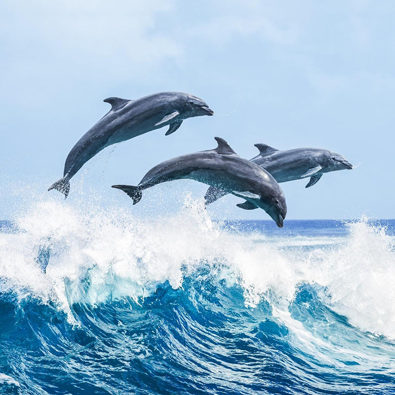 Lovina Dolphin Chsaing + Sea Fishing(Minimum order for two people)