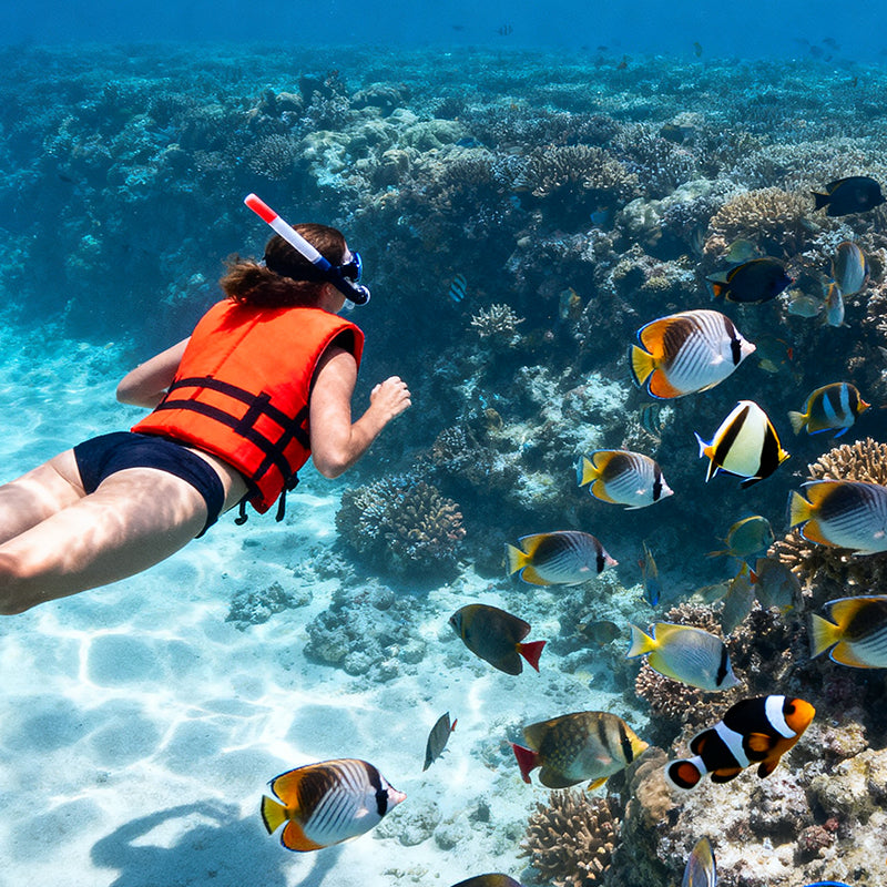 Lovina Dolphin Chasing & Snorkeling(Minimum order for two people)