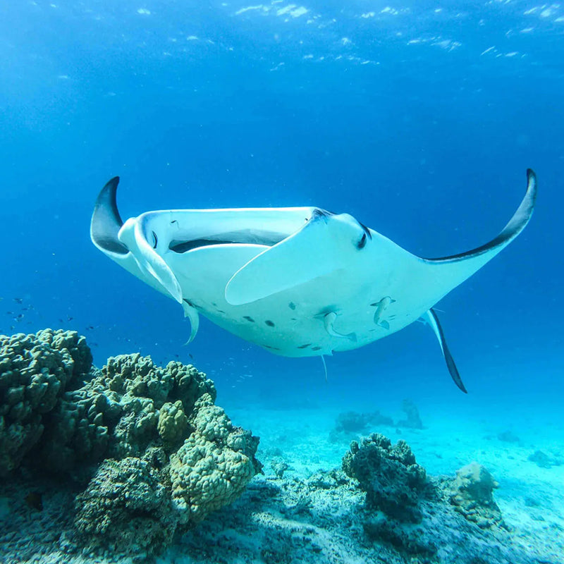 One-day Tour of Komodo in Indonesia